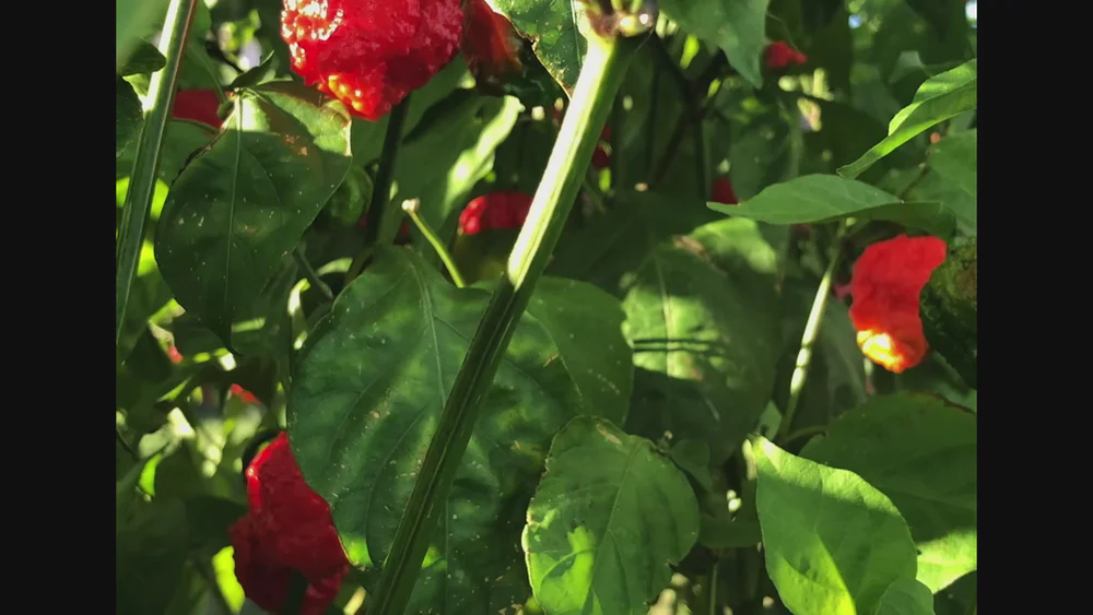 Flavor Without The Burnout